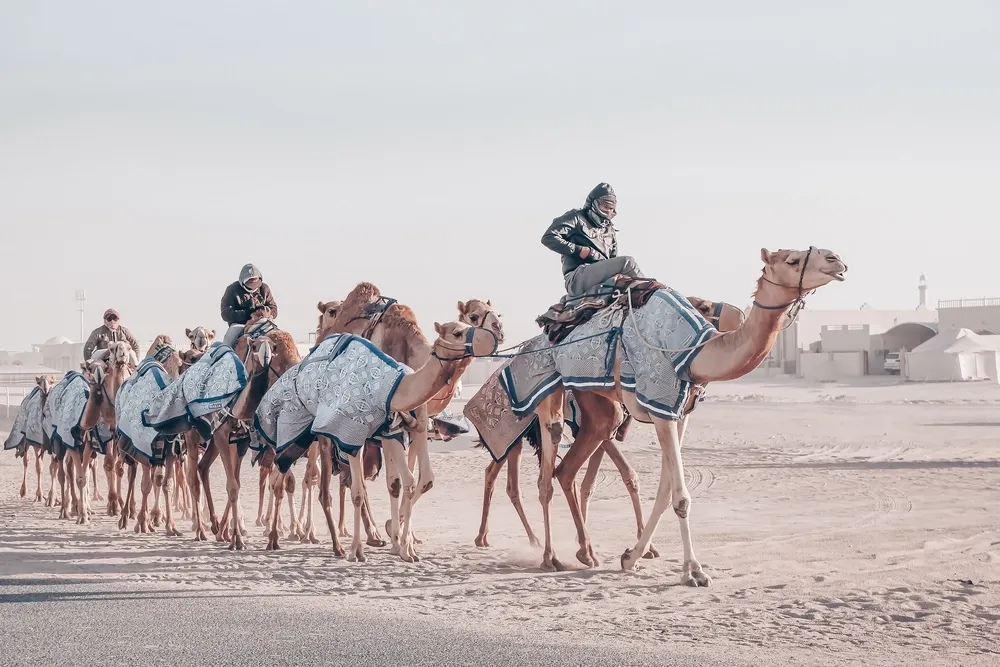 Arabian desert camel tours