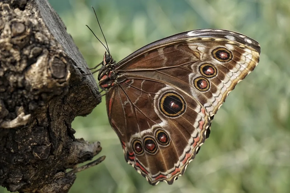 butterfly garden ticket price