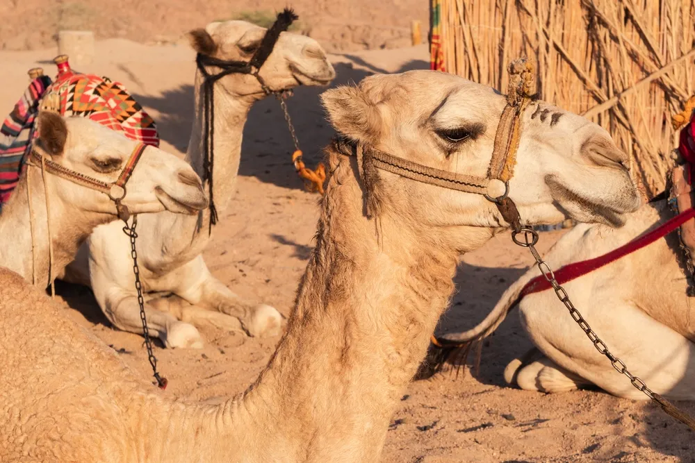 camel riding dubai