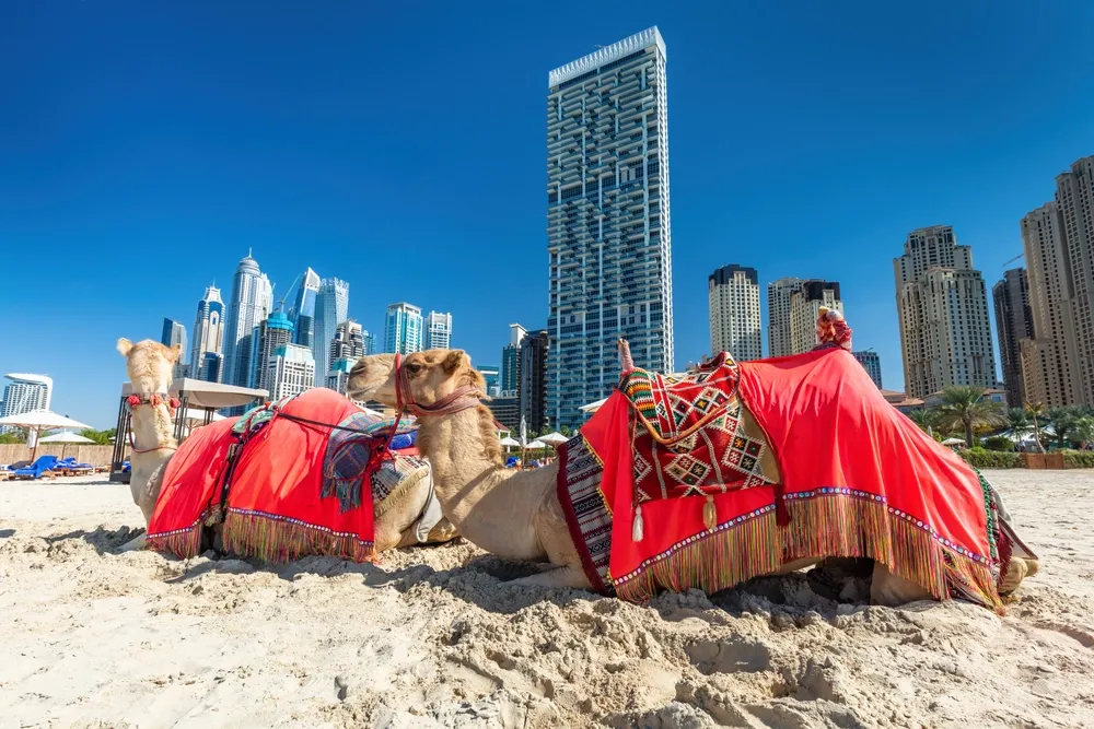 camel trekking Dubai