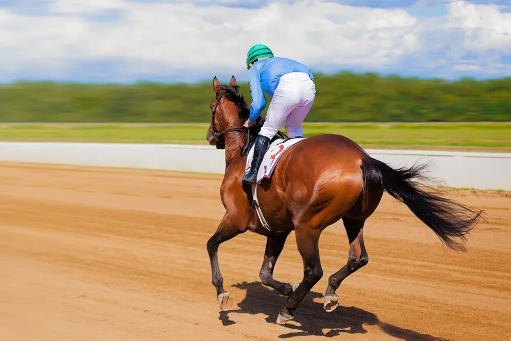 horse riding club dubai